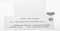 Phyllachora puncta ssp. dalbergiicola image